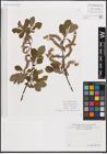 Foto von Salix cinerea L.